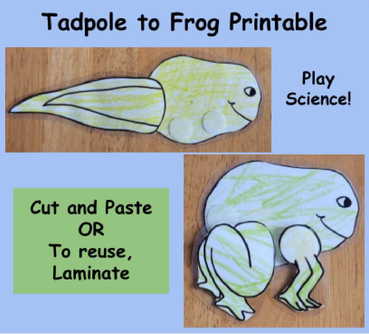 Tadpole to Frog Craft